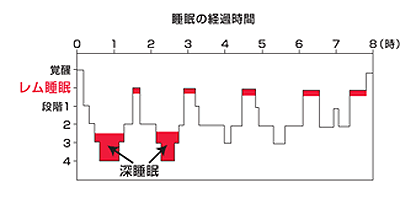 睡眠の「リズム」が大切