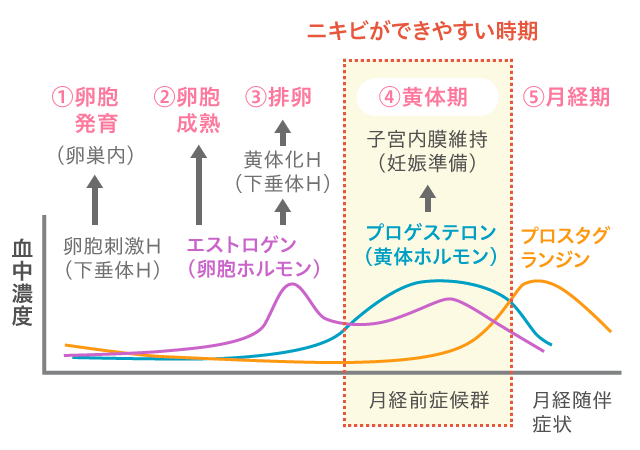 「生理周期とニキビ」の密接な関係