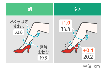 <足のむくみは1日でどう変化するのか>