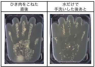 ハンバーグ調理中に手についた菌