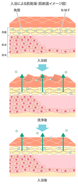 入浴による肌乾燥(肌断面イメージ図)