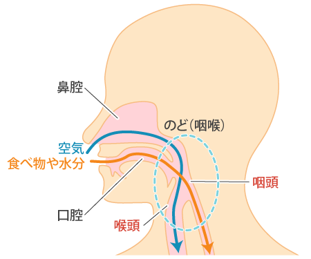 のどの「しくみ」