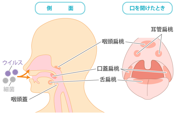 のどの「働き」