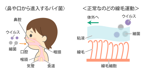「線毛運動」で異物を体外に排出