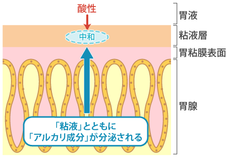 胃液が胃の粘膜を傷つけないのは「粘液」のおかげ