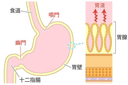 胃の「仕組み」