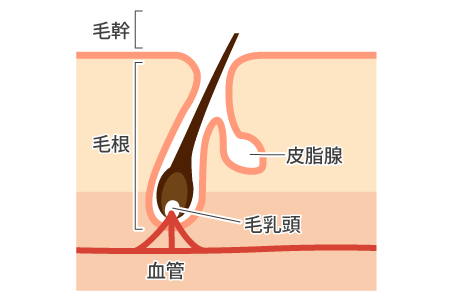 髪の毛の「成長」メカニズム