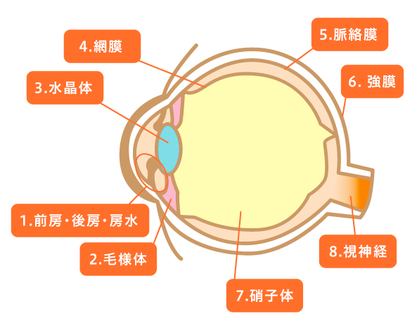 「横」から見た眼の構造(断面図)