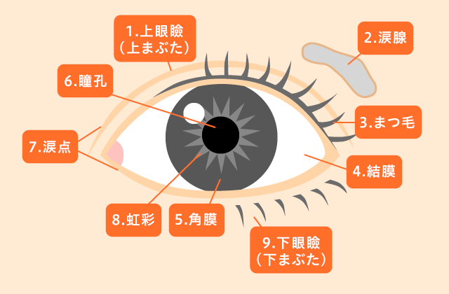 「正面」から見た目の構造(外観図、左目)