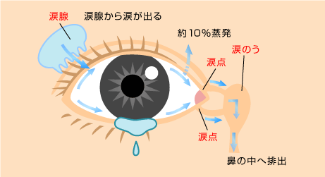 涙の流れる経路(右目)