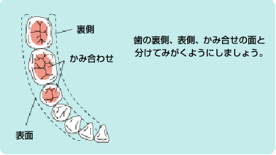 「歯面」は分けてみがく